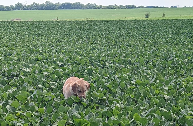 Peach, my yellow Labrador Retriever, in a field of soybeans, smelling them.